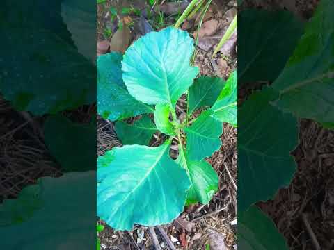 Cabbage in my backyard garden