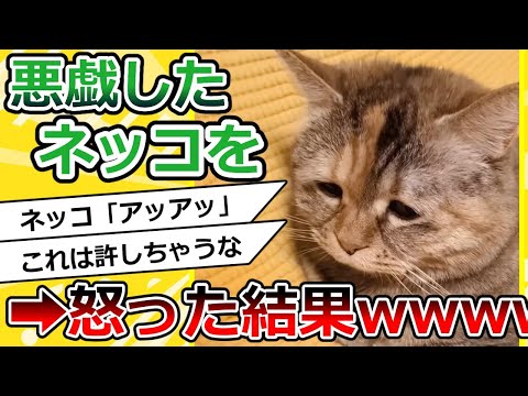 【2ch動物スレ】イタズラしたネッコを怒った結果➡反省しすぎwww