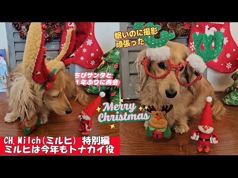 特別編　メリークリスマス　今年もミルヒはトナカイ役