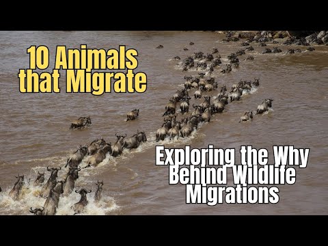 10 Animals that Migrate | Exploring the Why Behind Wildlife Migrations