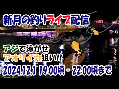 【アオリイカ】小田原方面 漁港内 アジの泳がせ ウキ釣り ライブ配信（20241201）