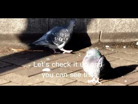 Elli - Are Pigeons protected in Japan?