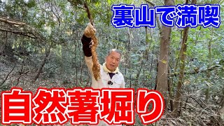 山に紅葉が訪れたら、自然薯掘りの季節です！！