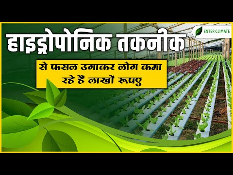 What is Hydroponic Farming? | हाइड्रोपोनिक्स कृषि व्यवसाय का बिज़नेस कैसे शुरू करें | Enterclimate