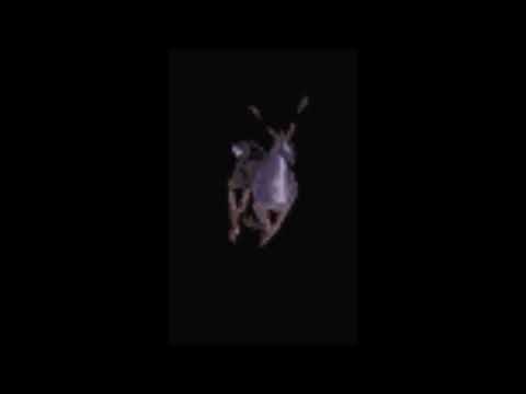 Deer / Moose All Quotes / Sounds - WarCraft 3