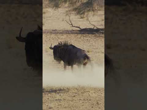 Gnu pooping. #wildebeest #gnu #kalahari #kgalagadi #desert #safari #animals #wildlifephotography