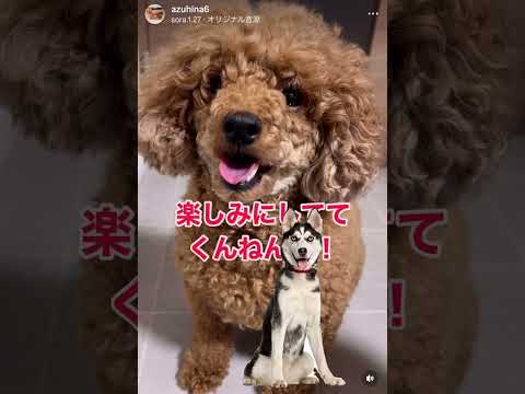 ハスキー犬に憧れるトイプードル #toypoodle #dog #犬 #トリミング #トイプードル #デカプー