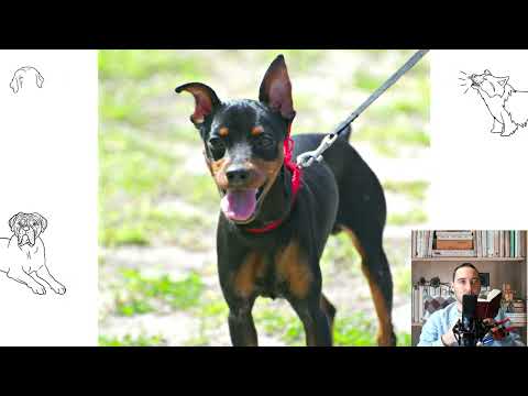 Miniature Pinscher. Pros and cons, price, how to choose, facts, care, history