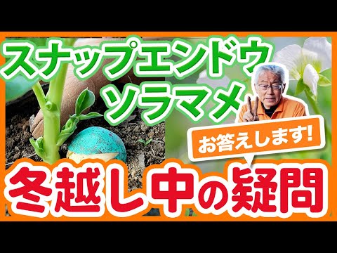 スナップエンドウやソラマメ栽培の冬越しを成功させる！ソラマメの脇芽対策やスナップエンドウの花が早く咲いたときの対処法を徹底解説！【農園ライフ】