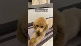 Max and his potato #viral #cute #puppy #dog #potato #maxthedog #maxthepuppy