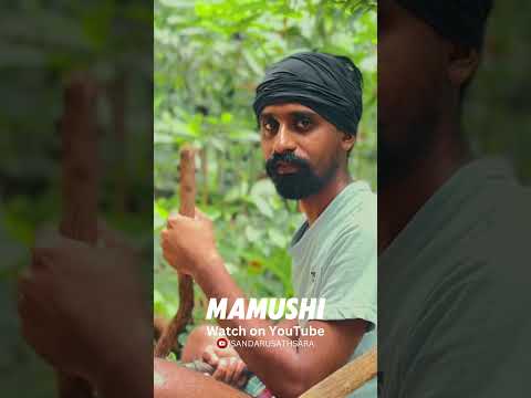 Mamushi 🤨 Out Now 🔥 #mamushi #sandarusathsara #megantheestalliontypebeat #shorts  #star