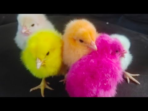 Small so beautiful chicks | Pyare pyare funny chuje | Razi Ali Vlogs