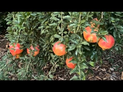 Pomegranates, a trip and a snake. It’s never a dull moment!