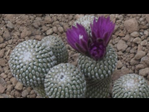 咲くやこの花館・屋外は寒風、館内は常夏