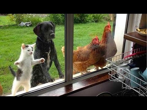 ¡Prepárate Para No Parar De Reír Los Perros Y Gatos Han Traído A Casa A Un Nuevo Amigo!