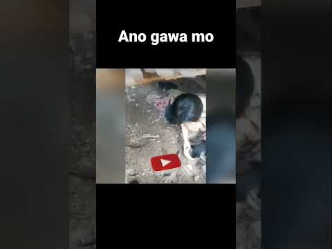 Ano gawa mo