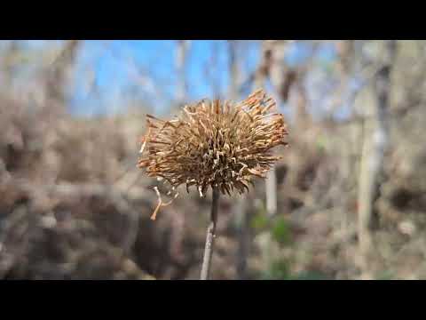 LA PITANEJA como se ve hoja y floresplanta medicinal para la inchason cuando se da uno golpes