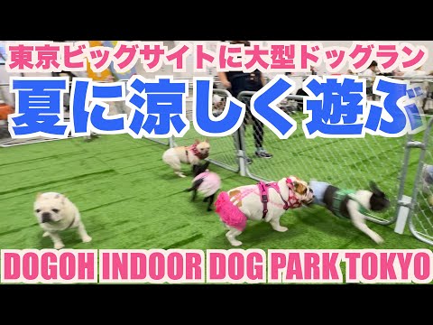 室内ドッグラン 東京ビッグサイト 【 フレンチブルドッグ french_bulldog 】DOGOH INDOOR DOG PARK TOKYO