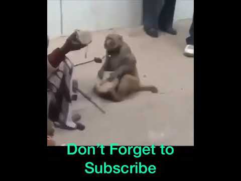 Funny Monkey dance 2019