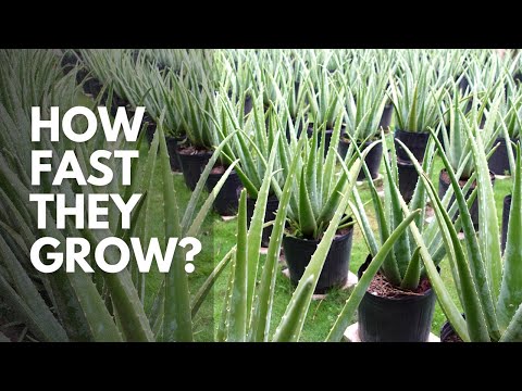 How Fast Does Aloe vera Grow?