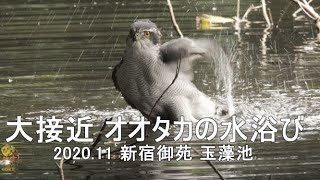 オオタカの水浴びに大接近　2020.11　新宿御苑　4K