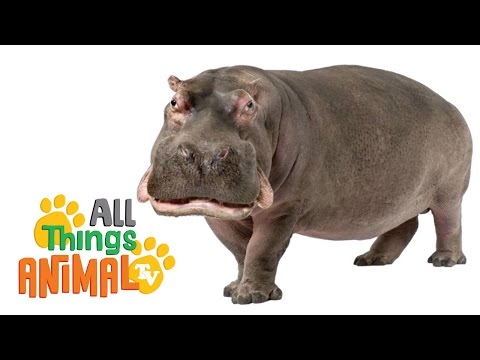 * HIPPO * | Animals For Kids | All Things Animal TV