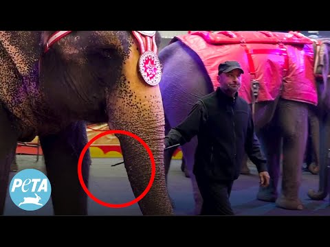 Trainer Jabs Elephant with Sharp Bullhook