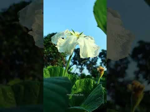 লাউ ফুল | Gourd Flower #flowers #flower