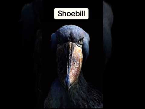 Scariest birds 🦅 sounds in the world #shortvideo #birds #birdssounds