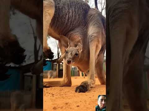 #animals #kangaroo #wildlife #nature #cute #cuteanimals #exams #rrbjecivil #bigcat #afterexams