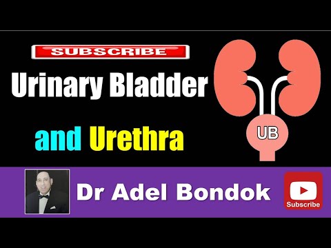 Urinary Bladder and Urethra, Dr Adel Bondok