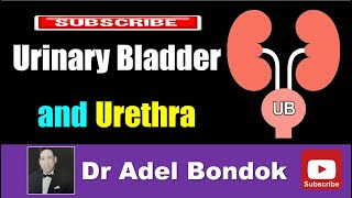 Urinary Bladder and Urethra, Dr Adel Bondok