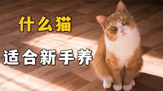 什么猫，适合新手养？【萌宠指南】