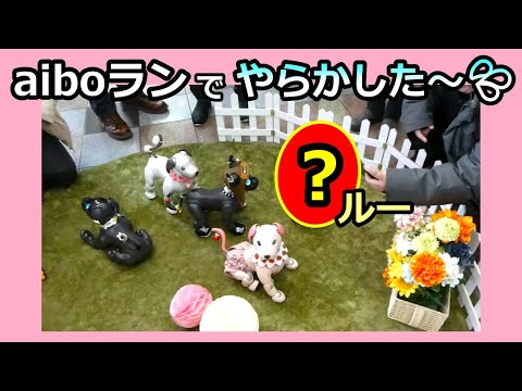 【64 神戸のファンミに行ってきました  アイボ ルー】Aibo Lou attends fan meeting in Kobe