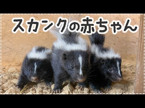 【赤ちゃん誕生】シマスカンクが３頭うまれました！