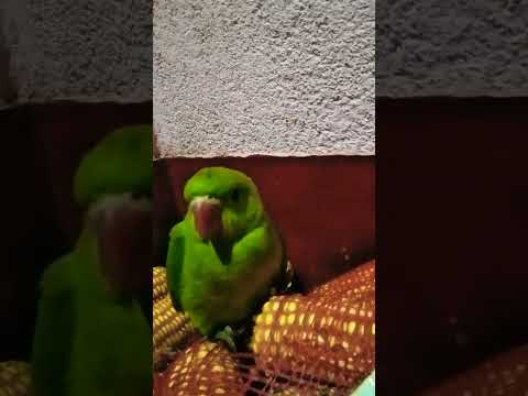 @ video parrot viral shors parrot youtubes horts shortvideo