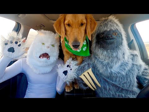 Sloth Surprises Cat & Dogs With Dancing Car Ride