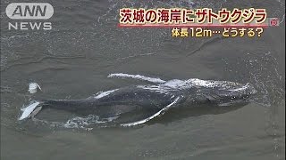 波打ち際に黒々と・・・茨城の海岸に12mのクジラ(14/11/28)