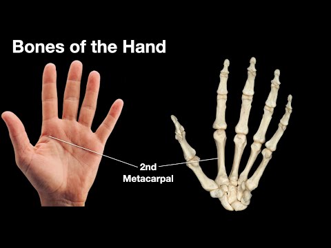 Bones of the hand