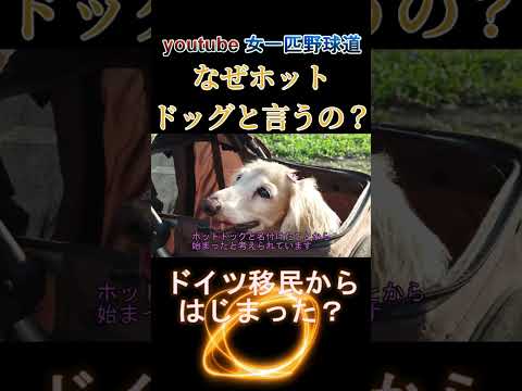 犬の肉？ホットドッグ誕生秘話 #shorts #野球 #女一匹野球道