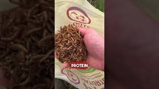 Boost Your Chicken's Protein with PTCOM's Mealworms #layinghens #backyardchickens