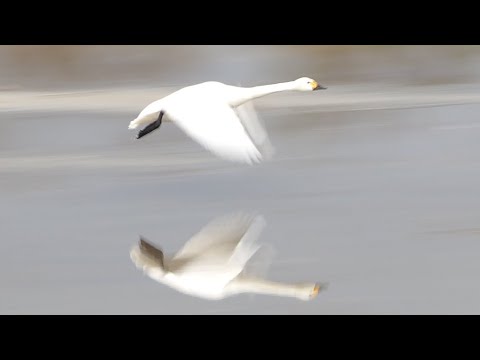 2024.12.13  白鳥  八尾町