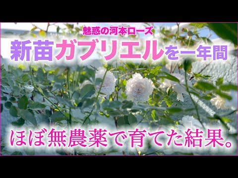 【河本ローズ】新苗から１年間、ほぼ無農薬で育てたガブリエルの２番花の様子です。