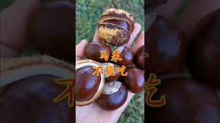 路上没人捡的马栗 虽然很像板栗 它是不能吃的 Horse Chestnut