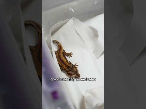 Geckos try raspberry and cricket guts for the first time