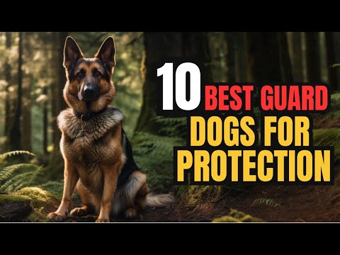 Top 10 Best Guard Dog Breeds to Protect Your House and Family