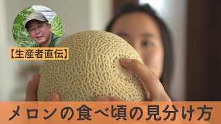 【生産者直伝】メロンの食べ頃の見分け方。美味しいタイミングに食べると糖度が高い！