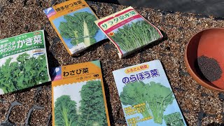 何度も収穫できる簡単な葉物野菜・肝心な秋まき野菜の育て方　21/10/9