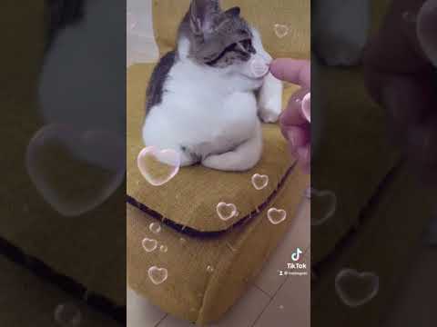 寝る猫アビーちゃん