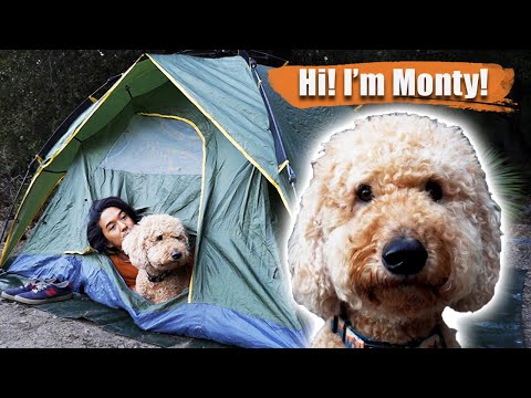 Camping with my favorite dog｜Vlog